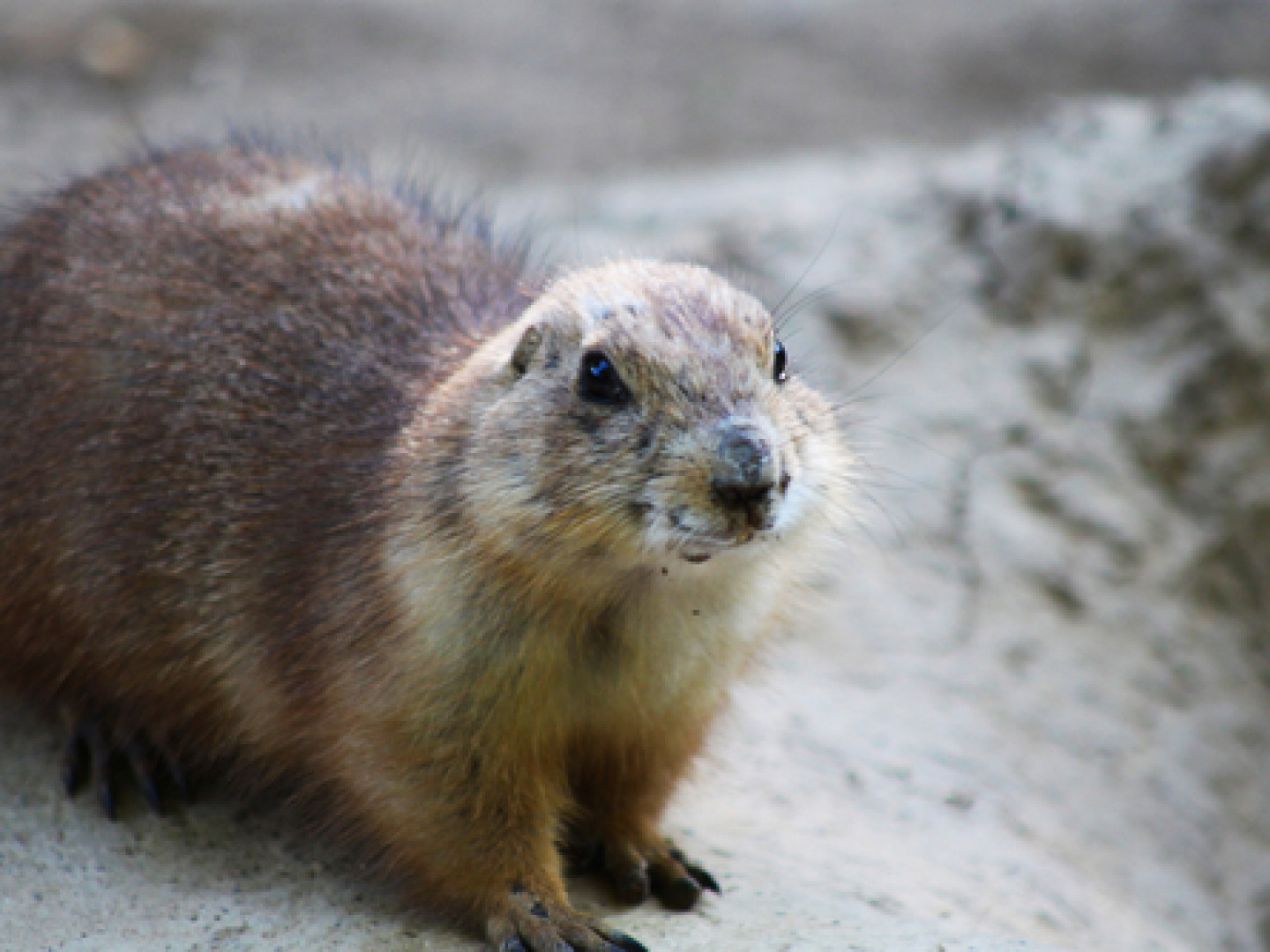 Groundhog Removal & Trapping Fredericksburg & Falmouth, VA Wildlife